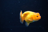 Ranchu  Red White 2.5 Inch (ID#1115R1c-86) Free2Day SHIPPING