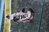 Black    Samurai Plakat Male Betta (ID#801-M409) Free2Day SHIPPING