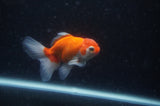 Baby Thai Oranda  Red White 3.5 Inch (ID#307TPTA-98) Free2Day SHIPPING