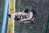 Black    Samurai Plakat Male Betta (ID#801-M409) Free2Day SHIPPING