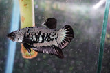 Black    Samurai Plakat Male Betta (ID#801-M409) Free2Day SHIPPING