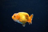 Ranchu  Red White 2.5 Inch (ID#1115R1c-87) Free2Day SHIPPING