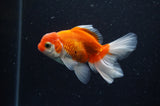 Baby Thai Oranda  Red White 3.5 Inch (ID#307TPTA-98) Free2Day SHIPPING