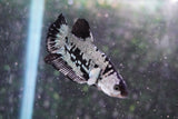 Black    Samurai Plakat Male Betta (ID#801-M409) Free2Day SHIPPING