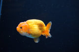 Ranchu  Red White 2.5 Inch (ID#1115R1c-87) Free2Day SHIPPING