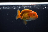 Ranchu  Red White 2.5 Inch (ID#1115R1c-87) Free2Day SHIPPING