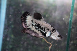 Black    Samurai Plakat Male Betta (ID#801-M409) Free2Day SHIPPING