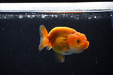 Ranchu  Red White 2.5 Inch (ID#1115R1c-87) Free2Day SHIPPING