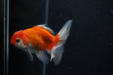 Baby Thai Oranda  Red White 3.5 Inch (ID#307TPTA-98) Free2Day SHIPPING