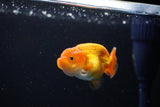 Ranchu  Red White 2.5 Inch (ID#1115R1c-87) Free2Day SHIPPING