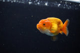 Ranchu  Red White 2.5 Inch (ID#1115R1c-87) Free2Day SHIPPING