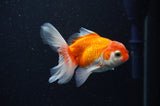 Baby Thai Oranda  Red White 3.5 Inch (ID#307TPTA-98) Free2Day SHIPPING
