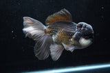 Thai Oranda  Panda 6 Inch (ID#411T6c-110)