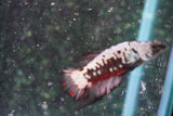 Black    Samurai Plakat Male Betta (ID#801-M410) Free2Day SHIPPING