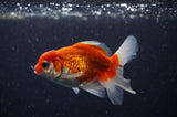 Baby Thai Oranda  Red White 3.5 Inch (ID#307TPTA-98) Free2Day SHIPPING