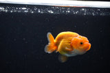 Ranchu  Red White 2.5 Inch (ID#1115R1c-87) Free2Day SHIPPING