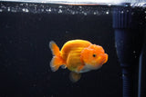 Ranchu  Red White 2.5 Inch (ID#1115R1c-87) Free2Day SHIPPING