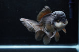 Thai Oranda  Panda 6 Inch (ID#411T6c-110)