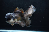 Thai Oranda  Panda 6 Inch (ID#411T6c-110)