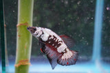 Black    Samurai Plakat Male Betta (ID#801-M410) Free2Day SHIPPING