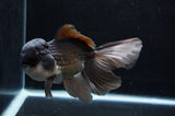 Thai Oranda  Panda 6 Inch (ID#411T6c-110)