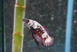 Black    Samurai Plakat Male Betta (ID#801-M410) Free2Day SHIPPING