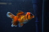 Baby Thai Oranda  Red Black 3.5 Inch (ID#307TPTA-99) Free2Day SHIPPING