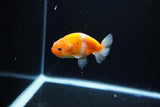 Ranchu  Sakura 3 Inch (ID#1115R1c-88) Free2Day SHIPPING