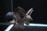 Thai Oranda  Panda 6 Inch (ID#411T6c-110)