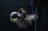 Thai Oranda  Panda 6 Inch (ID#411T6c-110)