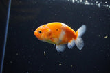 Ranchu  Sakura 3 Inch (ID#1115R1c-88) Free2Day SHIPPING