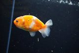 Ranchu  Sakura 3 Inch (ID#1115R1c-88) Free2Day SHIPPING