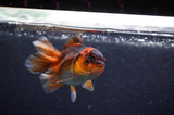 Baby Thai Oranda  Red Black 3.5 Inch (ID#307TPTA-99) Free2Day SHIPPING