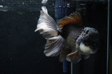 Thai Oranda  Panda 6 Inch (ID#411T6c-110)