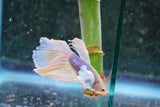 Dumbo Multicolor Halfmoon Male Betta (ID#801-M411) Free2Day SHIPPING