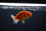 Ranchu  Sakura 3 Inch (ID#1115R1c-88) Free2Day SHIPPING