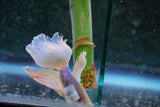 Dumbo Multicolor Halfmoon Male Betta (ID#801-M411) Free2Day SHIPPING