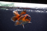 Baby Thai Oranda  Red Black 3.5 Inch (ID#307TPTA-99) Free2Day SHIPPING