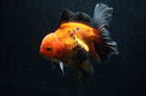 Thai Oranda  Red Black 5 Inch (ID#411T6c-111)