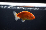 Ranchu  Sakura 3 Inch (ID#1115R1c-88) Free2Day SHIPPING