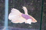 Dumbo Multicolor Halfmoon Male Betta (ID#801-M411) Free2Day SHIPPING