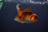 Baby Thai Oranda  Red Black 3.5 Inch (ID#307TPTA-99) Free2Day SHIPPING