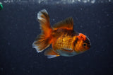 Baby Thai Oranda  Red Black 3.5 Inch (ID#307TPTA-99) Free2Day SHIPPING