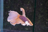 Dumbo Multicolor Halfmoon Male Betta (ID#801-M411) Free2Day SHIPPING