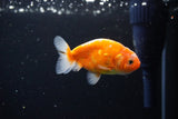 Ranchu  Sakura 3 Inch (ID#1115R1c-88) Free2Day SHIPPING