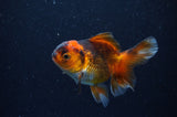 Baby Thai Oranda  Red Black 3.5 Inch (ID#307TPTA-99) Free2Day SHIPPING