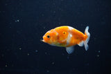 Ranchu  Sakura 3 Inch (ID#1115R1c-88) Free2Day SHIPPING