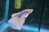 Dumbo Multicolor Halfmoon Male Betta (ID#801-M411) Free2Day SHIPPING