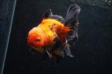 Thai Oranda  Red Black 5 Inch (ID#411T6c-111)