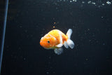 Ranchu  Sakura 3 Inch (ID#1115R1c-88) Free2Day SHIPPING